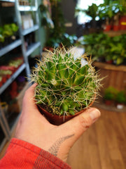 Mammillaria longimamma -Nipple Cactus Ø8.5cm 15cm